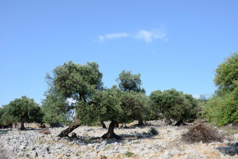 eiland Pag, olijfgaarden in Lun eiland Pag, olijfgaarden in Lun