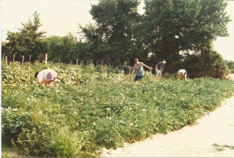 groententuin Bajlo groententuin-familie-bajlo