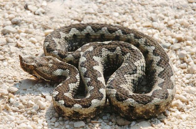 zandadder, giftige slang uit de familie adders