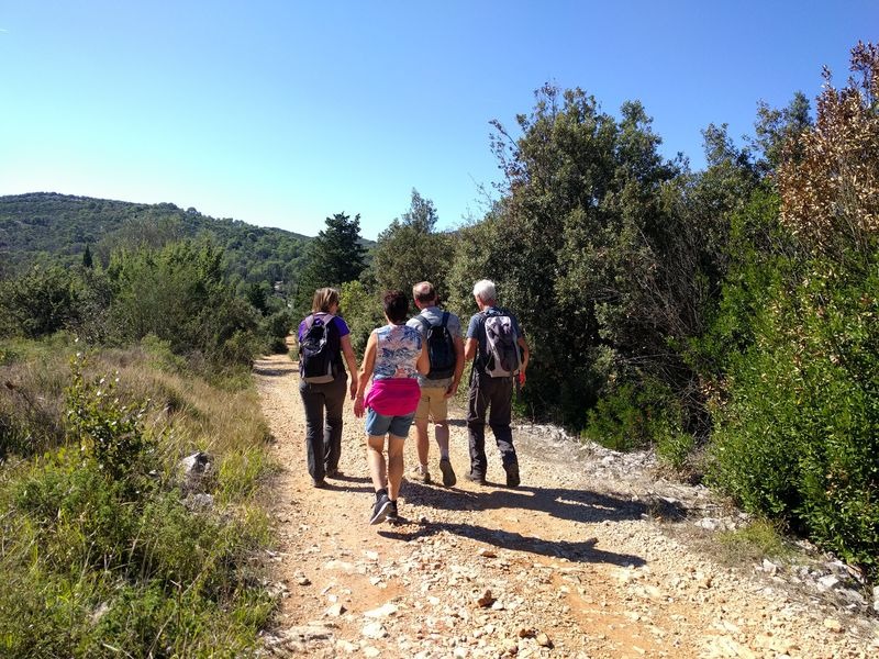 wandelpad tussen de olijven