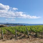wijngaarden regio Zadar
