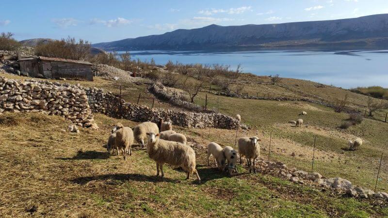 schapen op eiland Pag