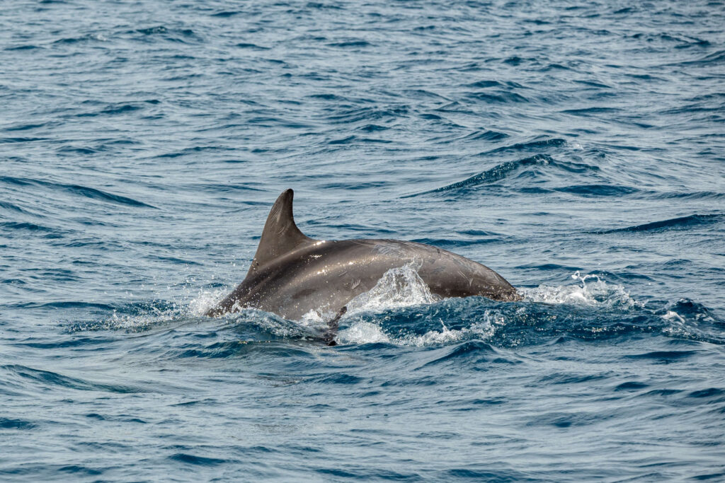 dolfijn Kornati eilanden