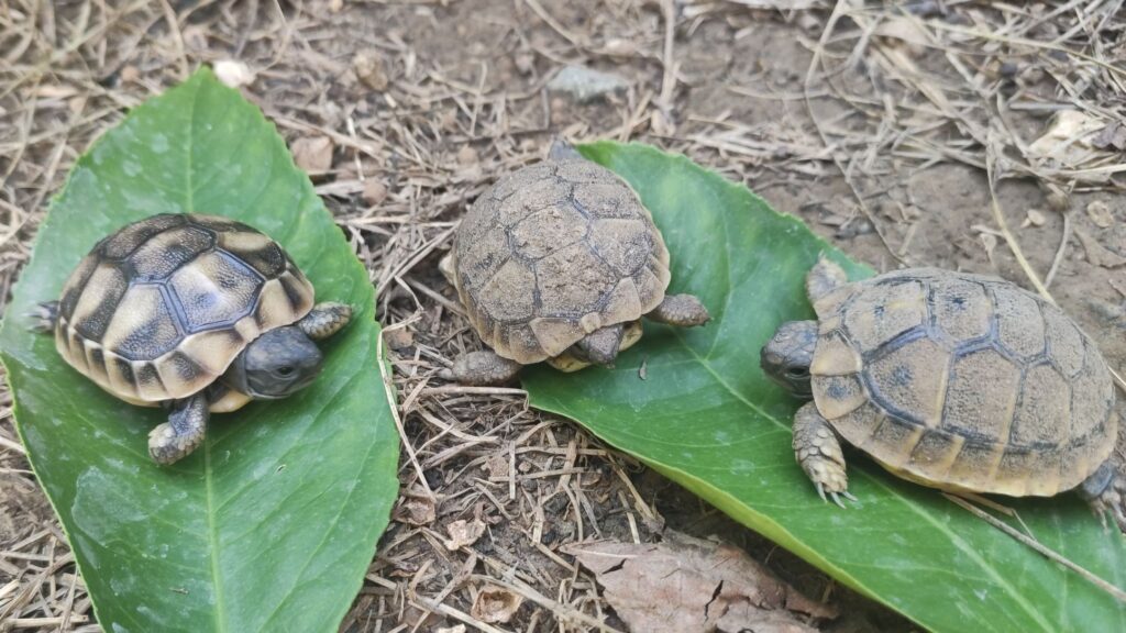 drie baby schildpadden in de tuin