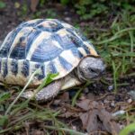 schildpadden in de tuin