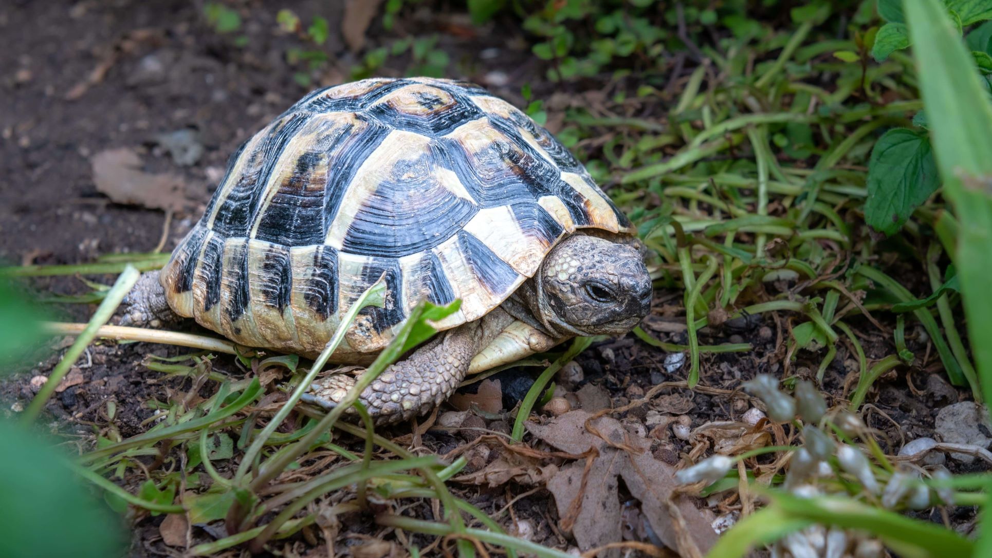 Afstotend staart Monarch Schildpadden in de witte tuin, babyboom