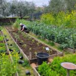 Lente tuin, groenten en kruiden